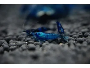 요즘 뜨는 관상용새우 최고 인기 제품