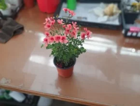 내돈내산 랜디제라늄 핫 아이템