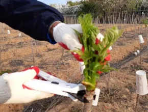 특가 묘목 BEST 제품