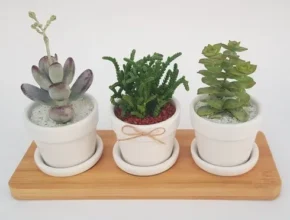 요즘 핫한 미니선인장 베스트셀러