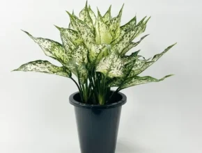 내돈내산 스노우사파이어 추천