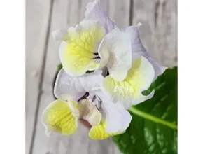 인플추천 스트렙토카르푸스 BEST 제품