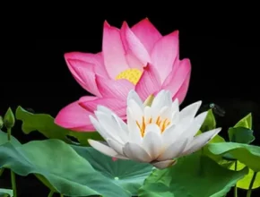 인플추천 연꽃 만족도 최고 제품