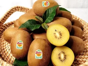 특가 제스프리 썬골드키위 24과스푼 2개 최고 인기 제품