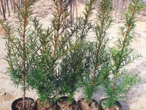 핫딜 주목나무 TOP 제품