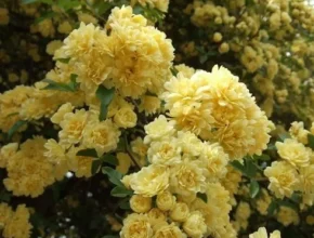 요즘 뜨는 찔레장미 가성비 좋은 제품