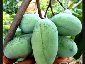 특가 포포나무묘목 베스트 추천 제품