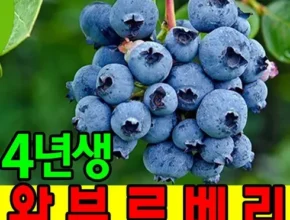 요즘 핫한 블루베리묘목재배 가성비 좋은 제품