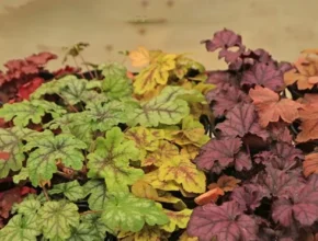 인플추천 휴케라 가성비 좋은 제품